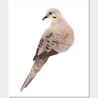 Mourning Dove Posters and Art